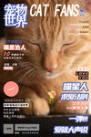 猫咪宠物唯美杂志封面海报