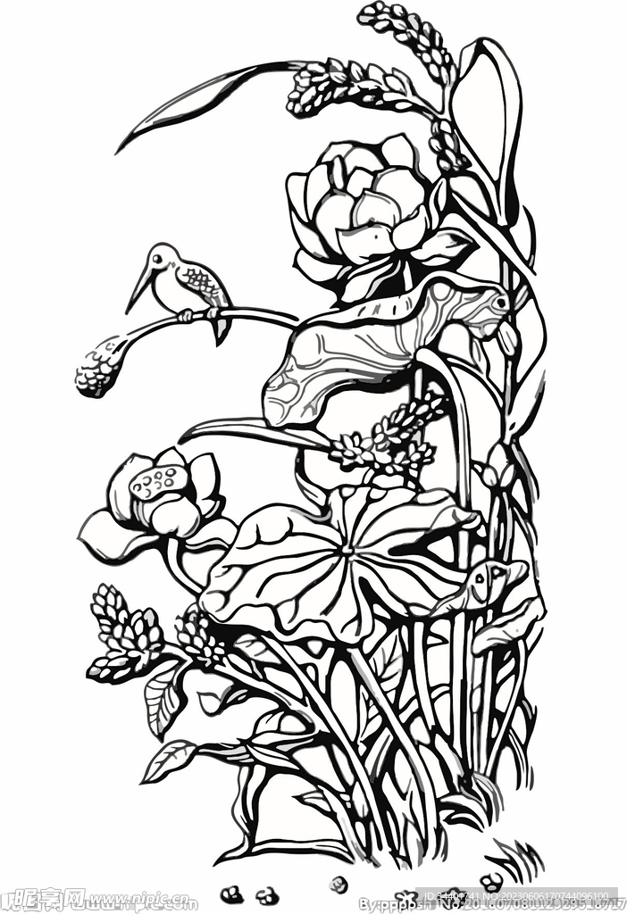 荷花