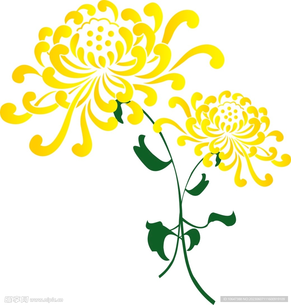菊花