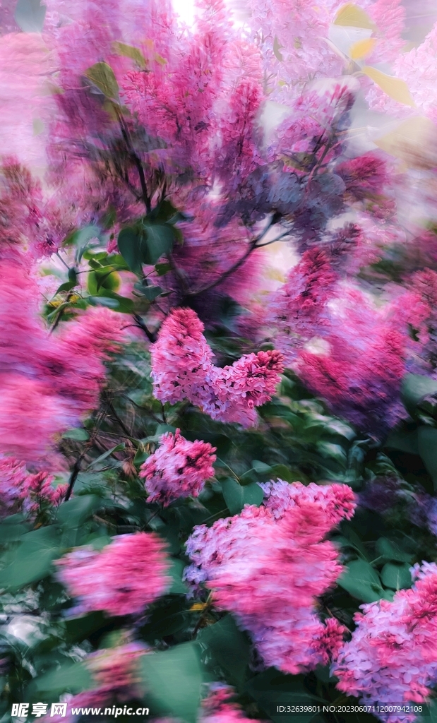 山月桂