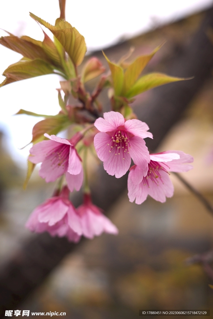 山櫻花