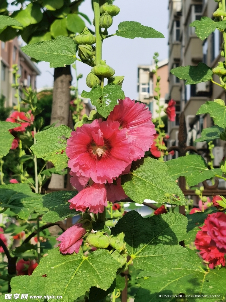 端午花