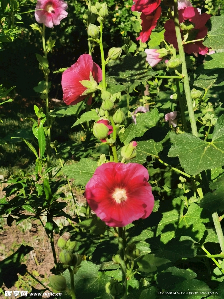 端午花