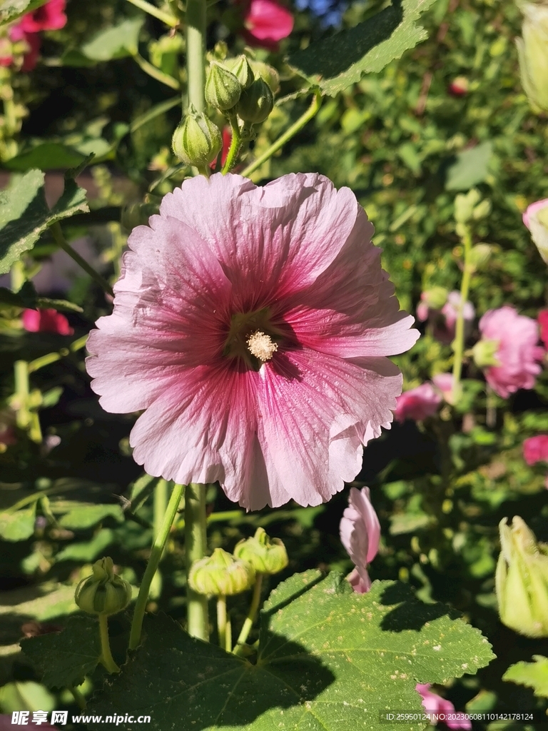 端午花