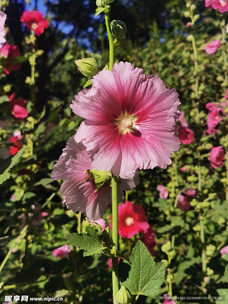 端午花