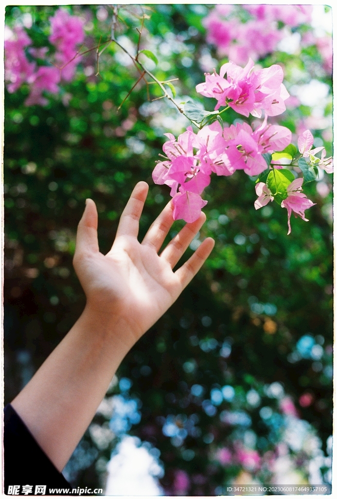 手觸鮮花