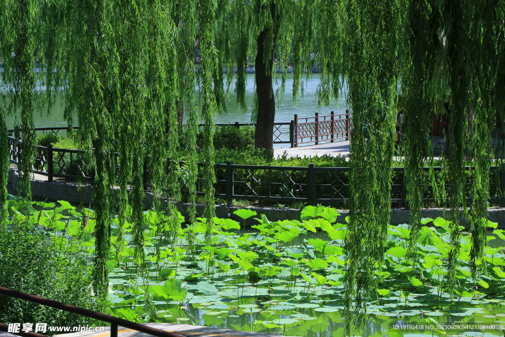 荷塘風景 