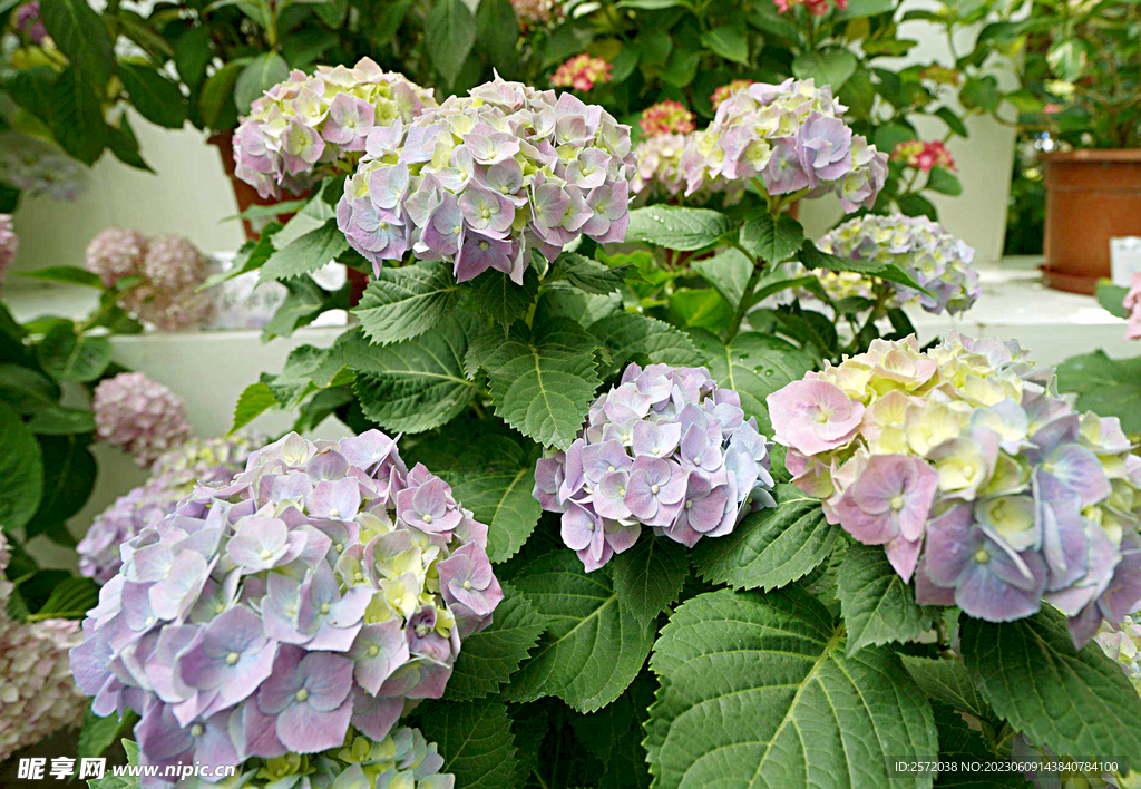 繡球花開(kāi)