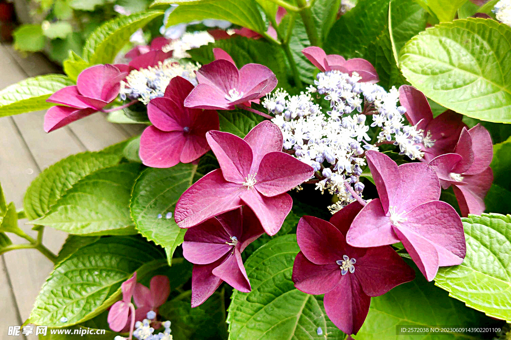 繡球花開