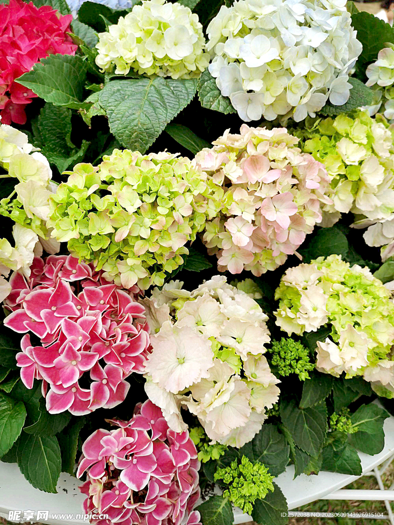 繡球花開