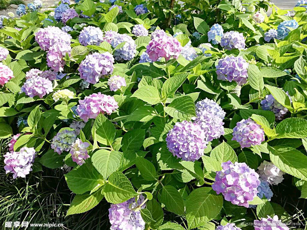 繡球花開