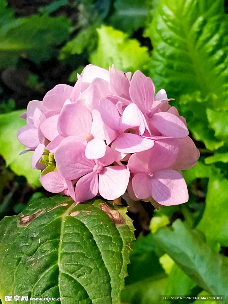 繡球花開