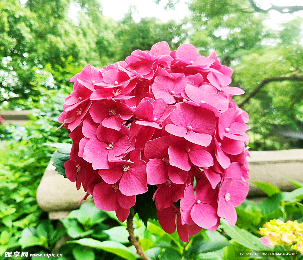 繡球花開