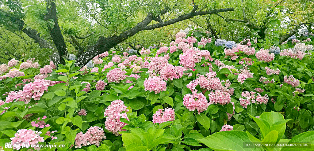 繡球花開