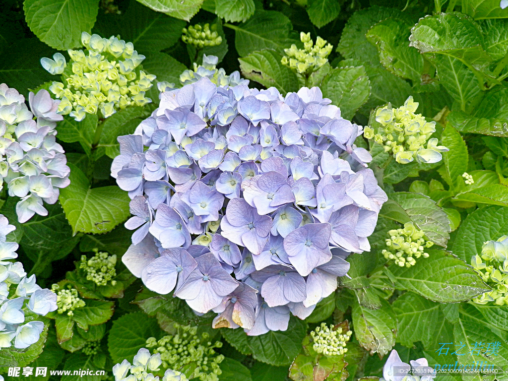 繡球花開