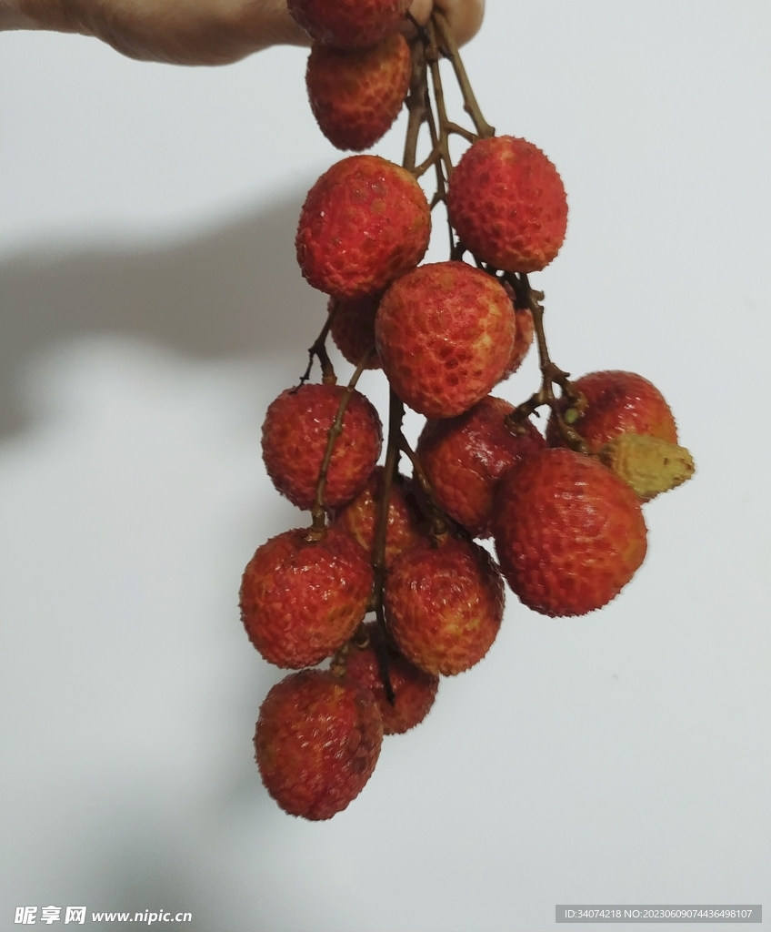 紅荔