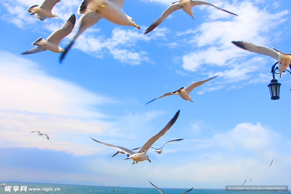 海鸥