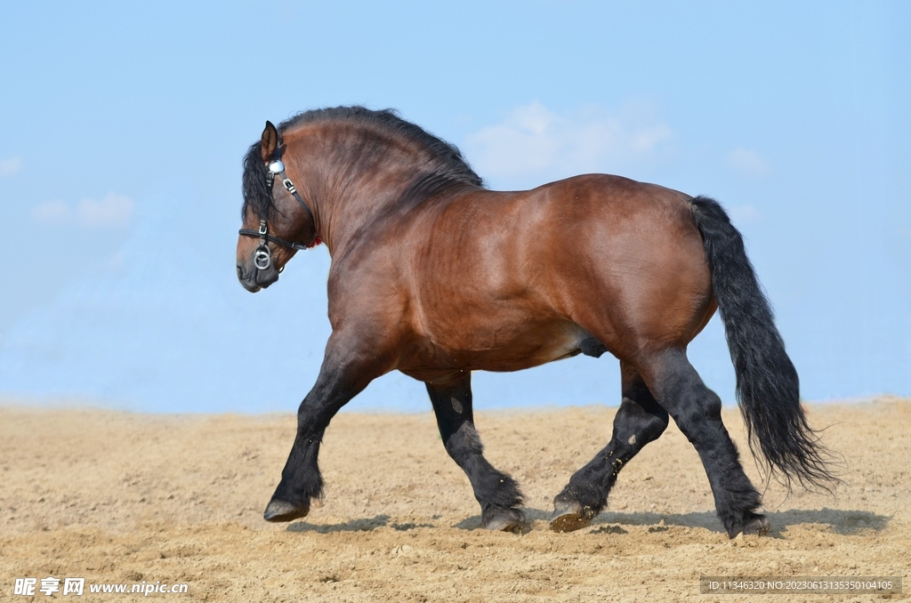 馬