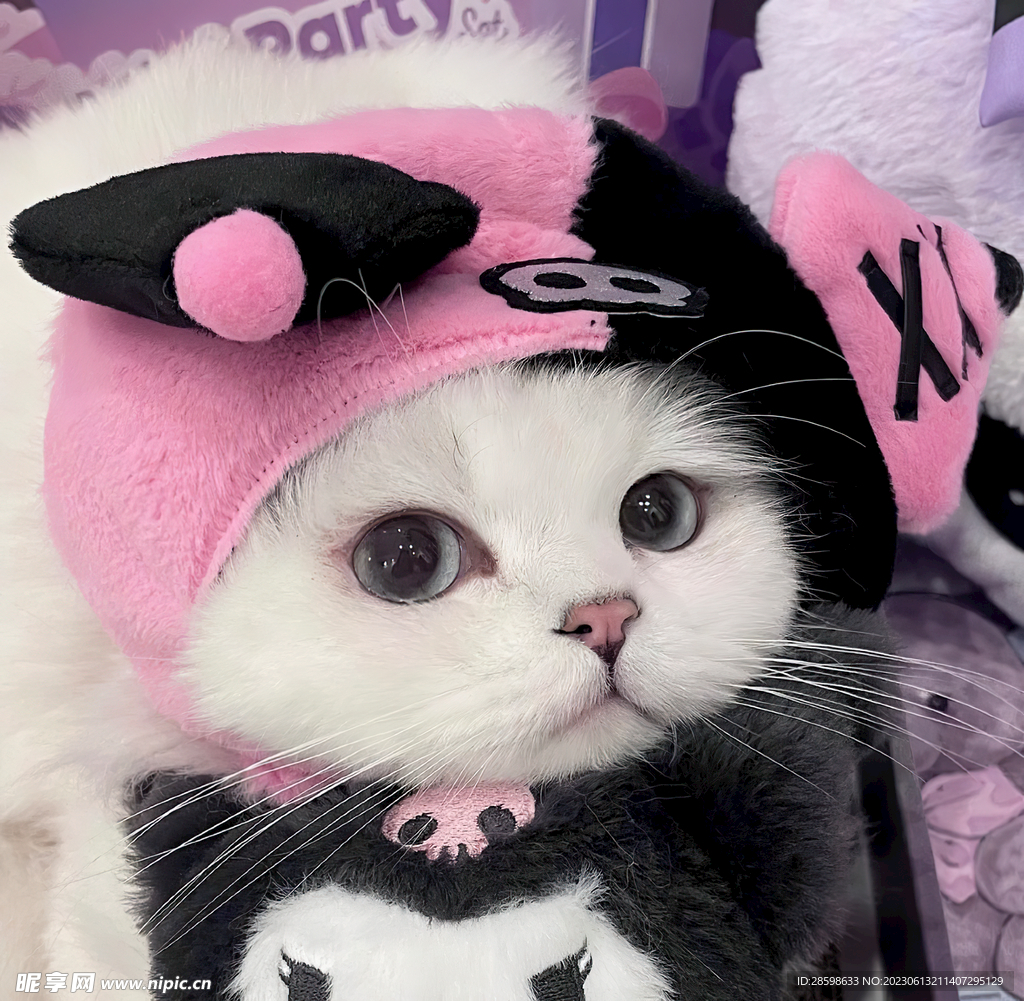 貓咪