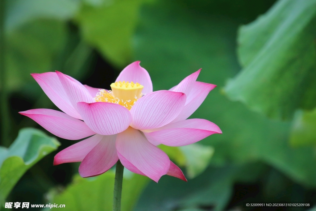 蓮花             