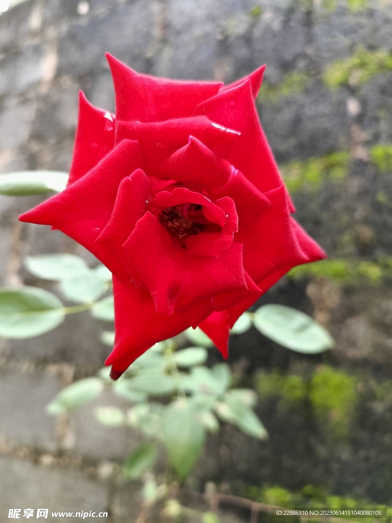 玫瑰