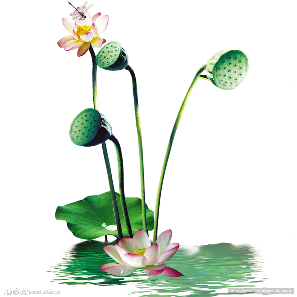 荷花素材