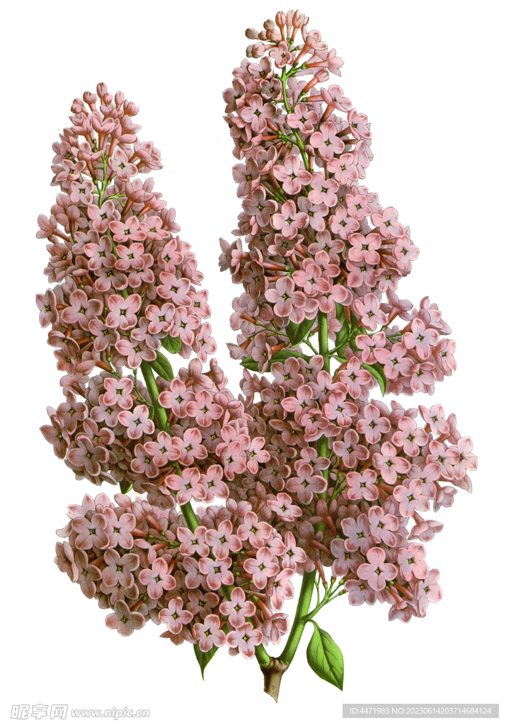 復古花卉 