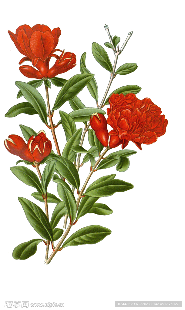 復(fù)古花卉 