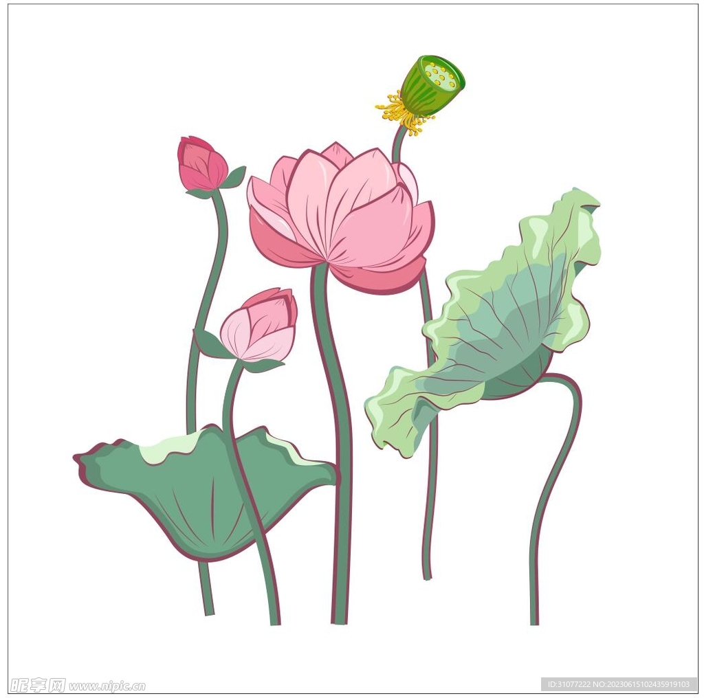 荷花矢量