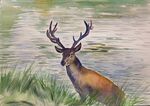 手绘水彩河边的麋鹿
