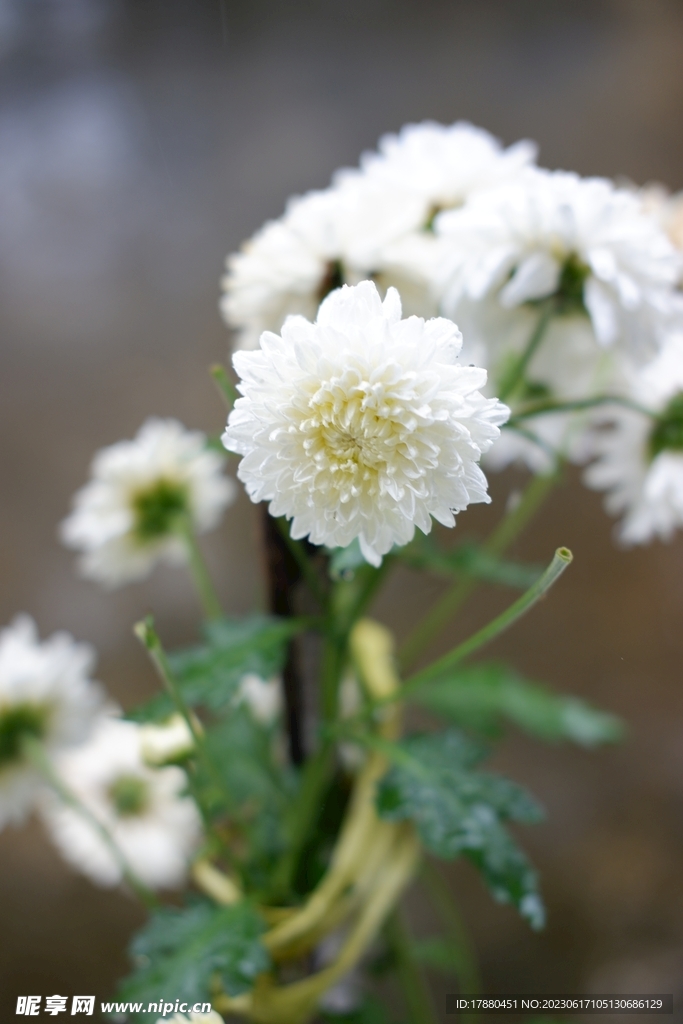 杭菊