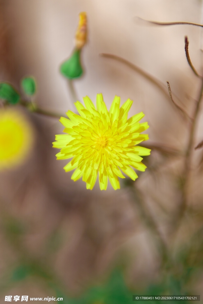 苦荬菜
