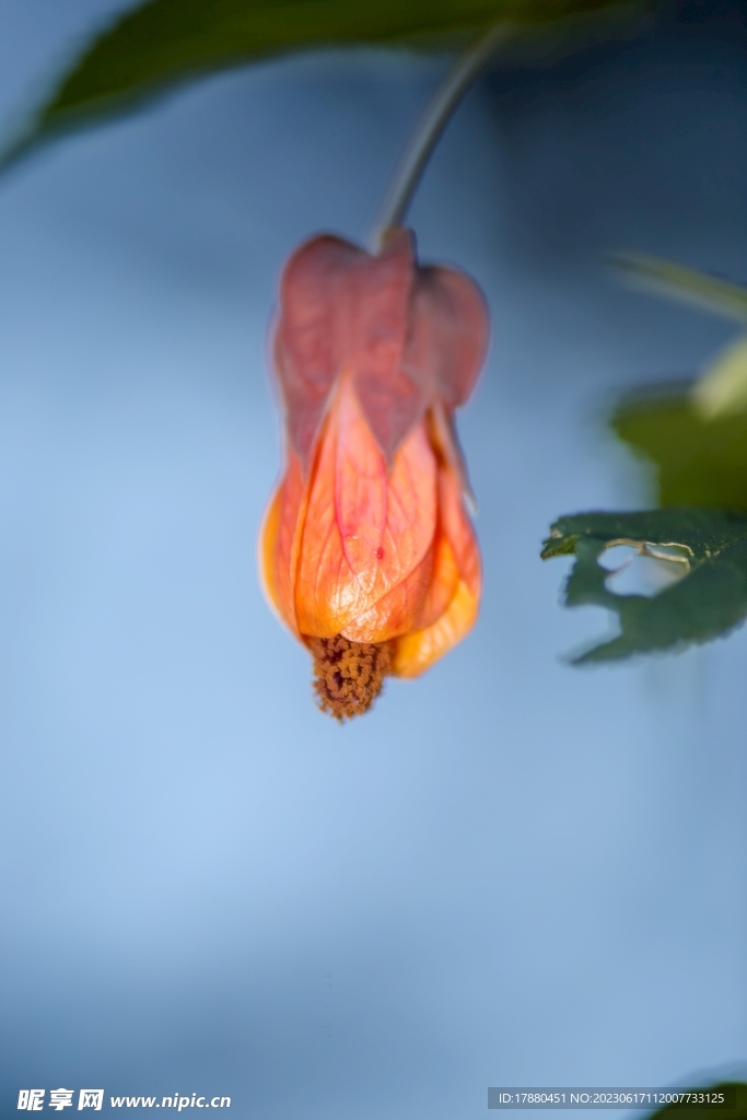 金鈴花