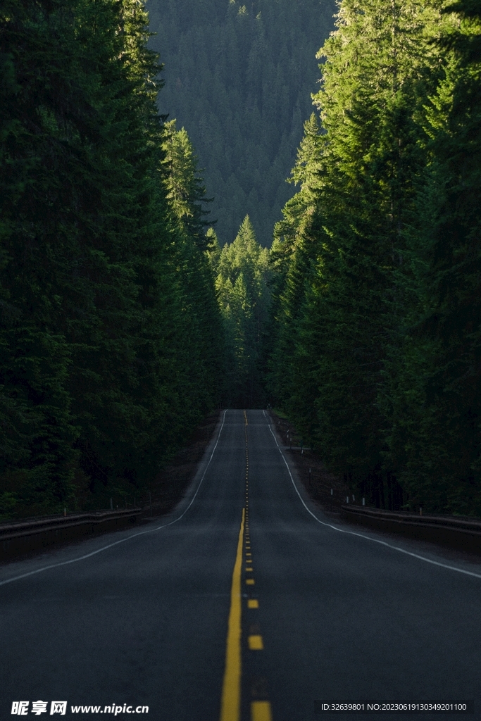 森林公路