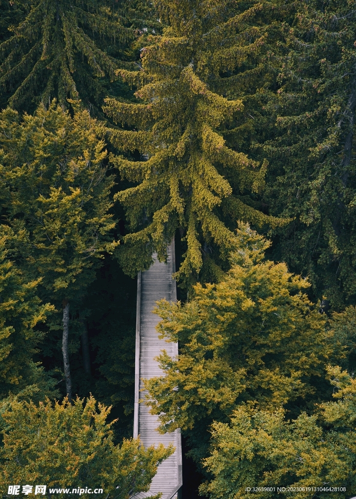 松樹林