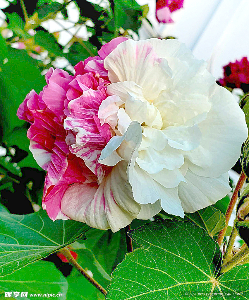 芙蓉花開