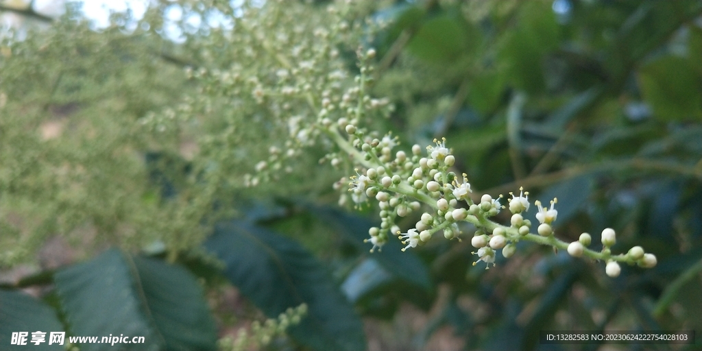 鹽麩木花