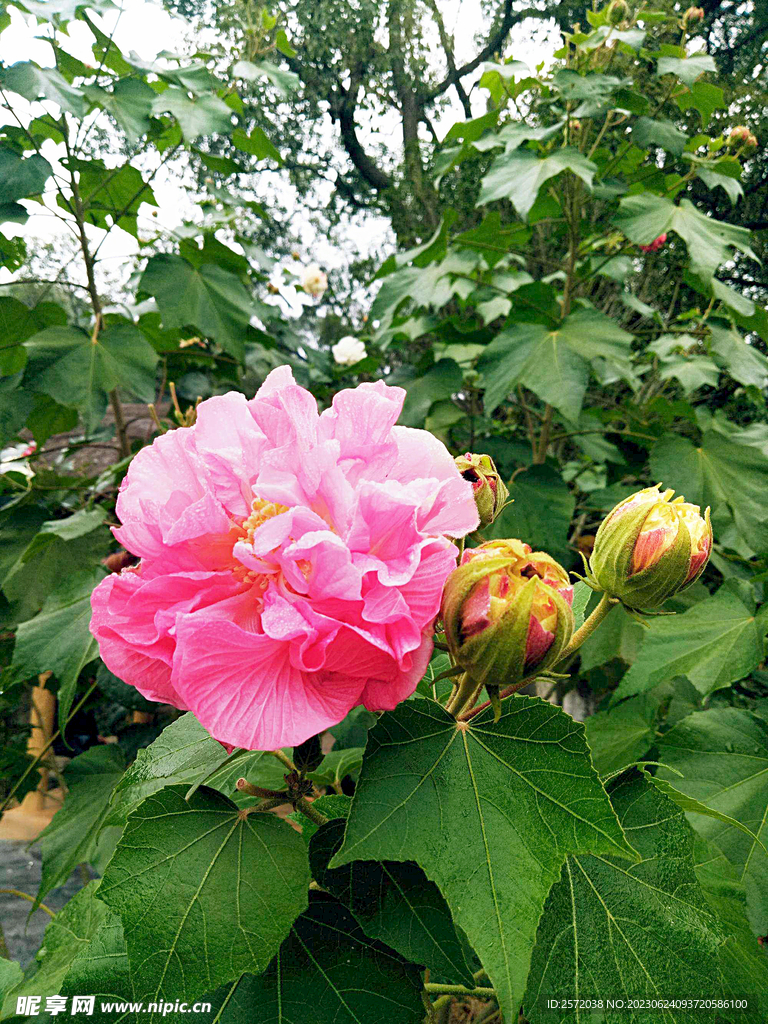 芙蓉花開
