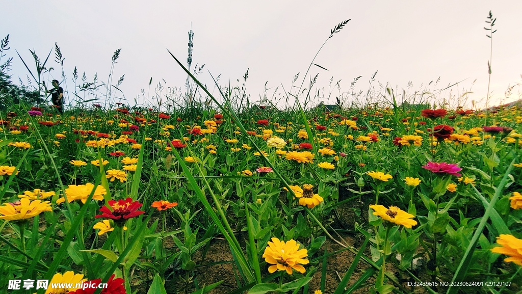 花海