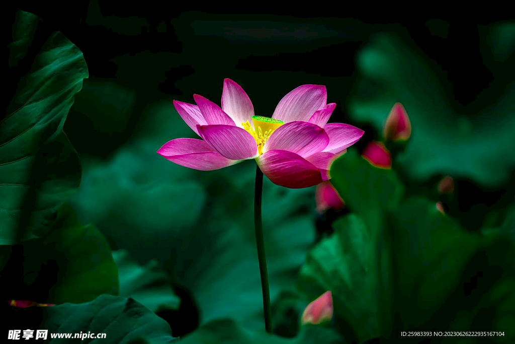 荷花