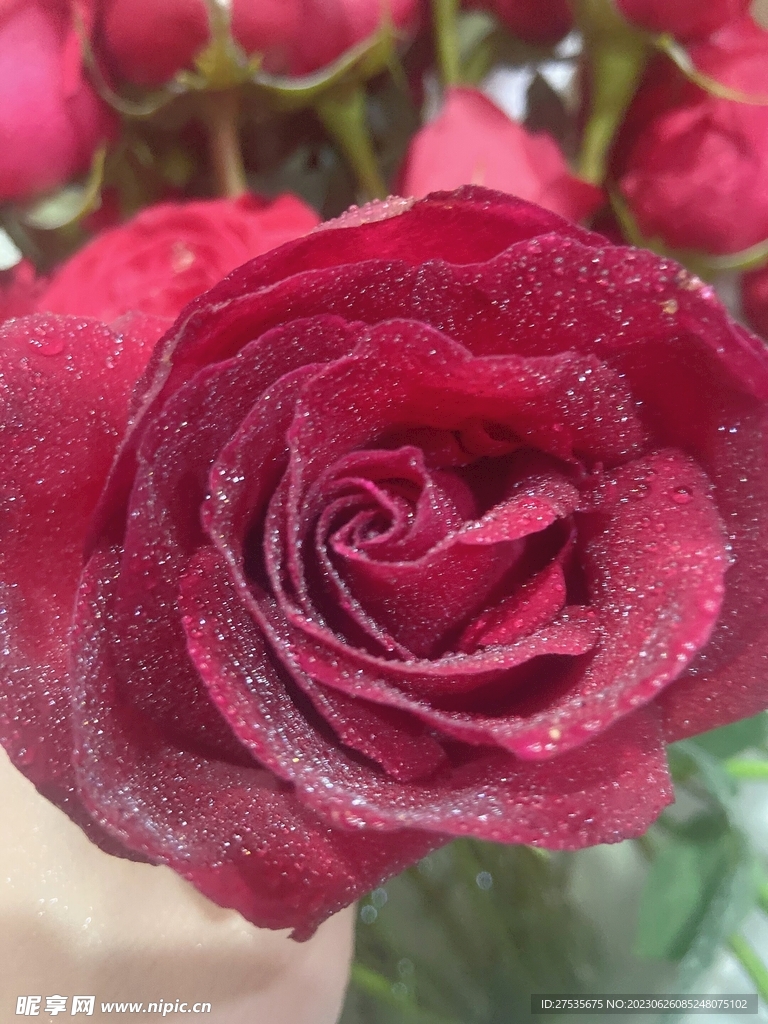 玫瑰花