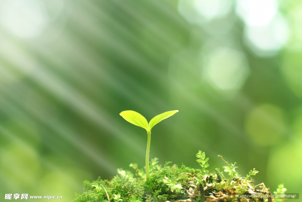 植物發(fā)芽
