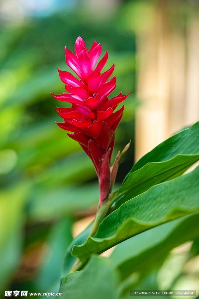 紅蕉
