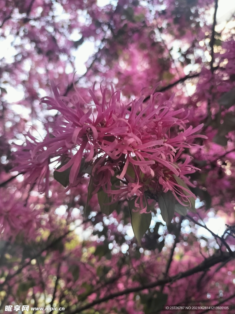 紅花檵木