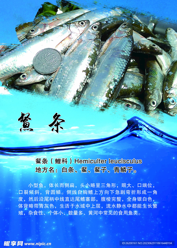 白條魚