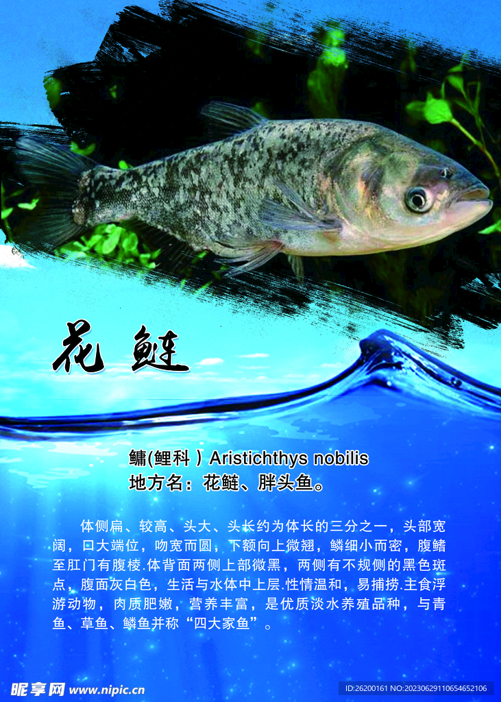 花鰱魚(yú)簡(jiǎn)介