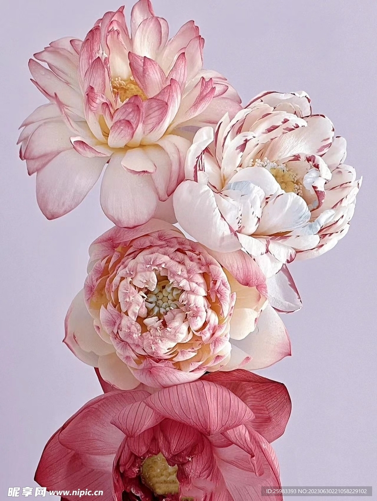 水培鮮花
