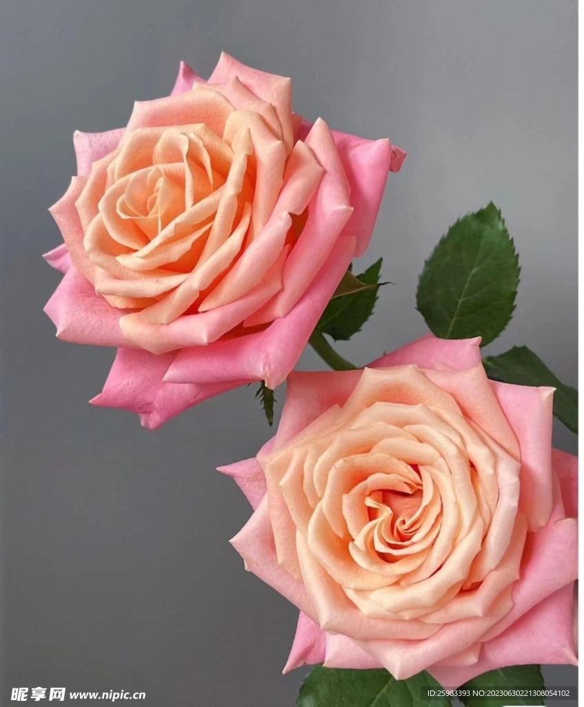 水培鮮花