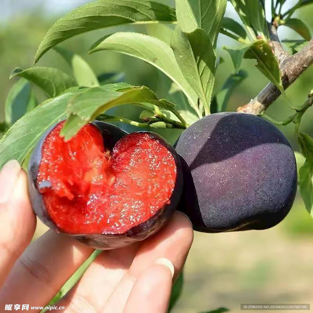 黑布林