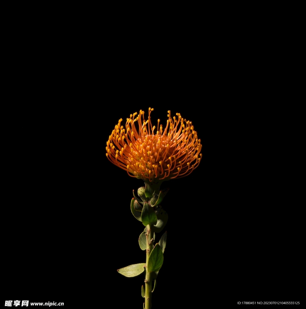 帝王花